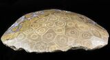 Polished Fossil Coral Head - Morocco #44918-2